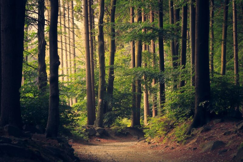 Sunlit path through a lush green forest
