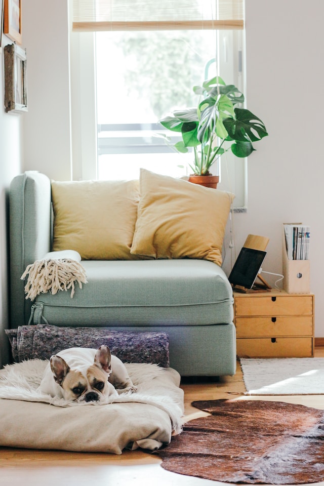 Curved armchair beside a tall window