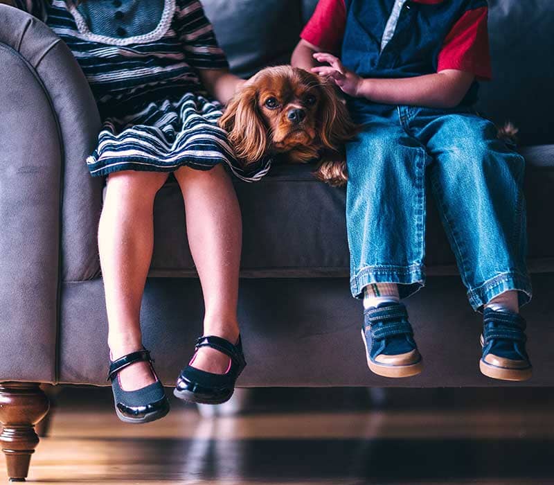 Adopt a Dog