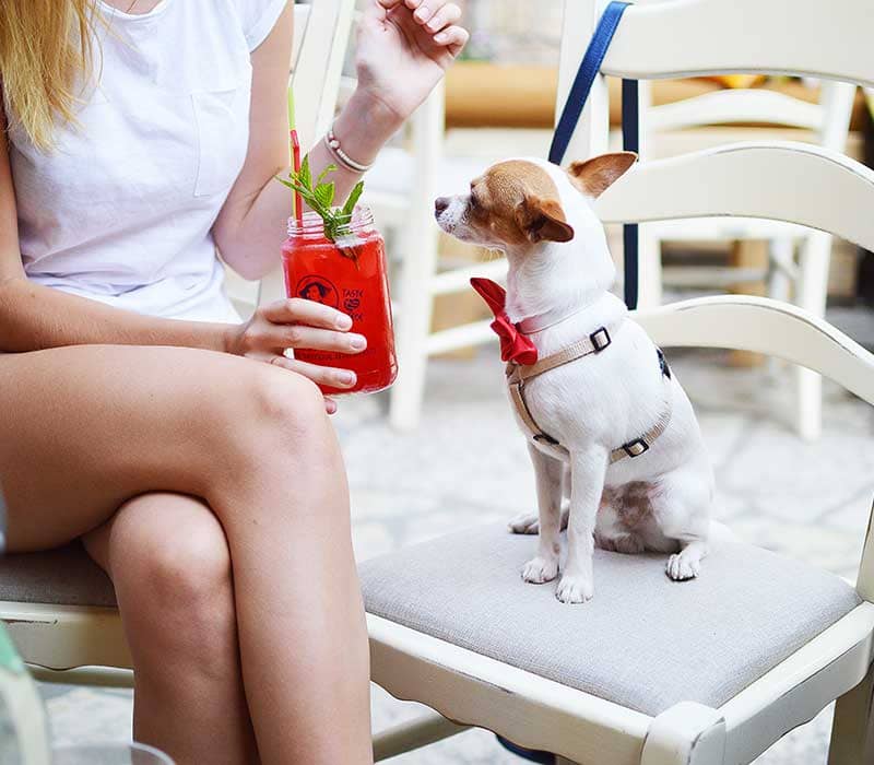 Pet Nutritionists