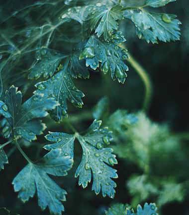 Water droplets on green fern leaves