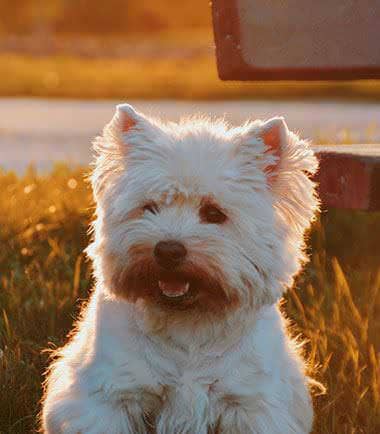 West Highland terrier sitting in golden grass