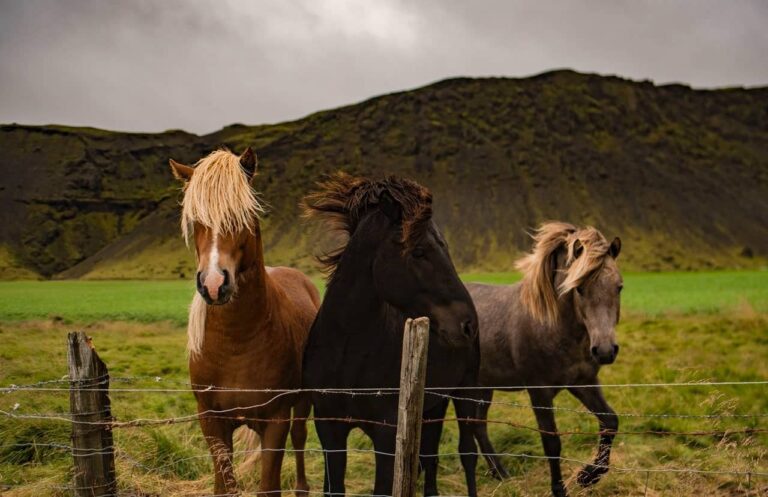 Three Icelandic horses at a fence in green highlands
