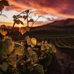 Sustainable small farm vineyard